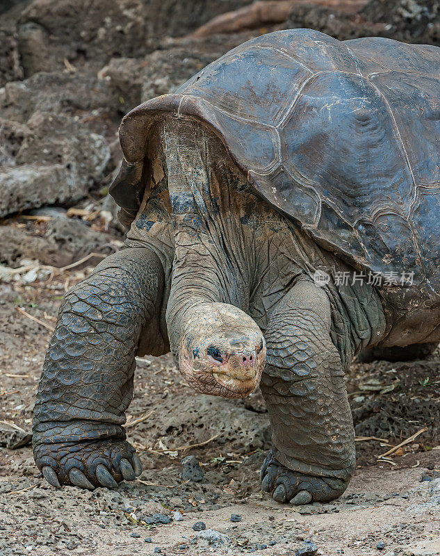 Lonesome George, 1910年- 2012年6月24日，雄性平塔岛龟，Chelonoidis niger abingdonii，该亚种的最后一个已知个体。平塔巨龟，阿宾顿岛龟，或阿宾顿岛巨龟。加拉帕戈斯群岛。